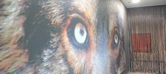 ¿Algo distinto? La Casa del Lobo en Asturias ¿Algo distinto? La Casa del Lobo en Asturias
