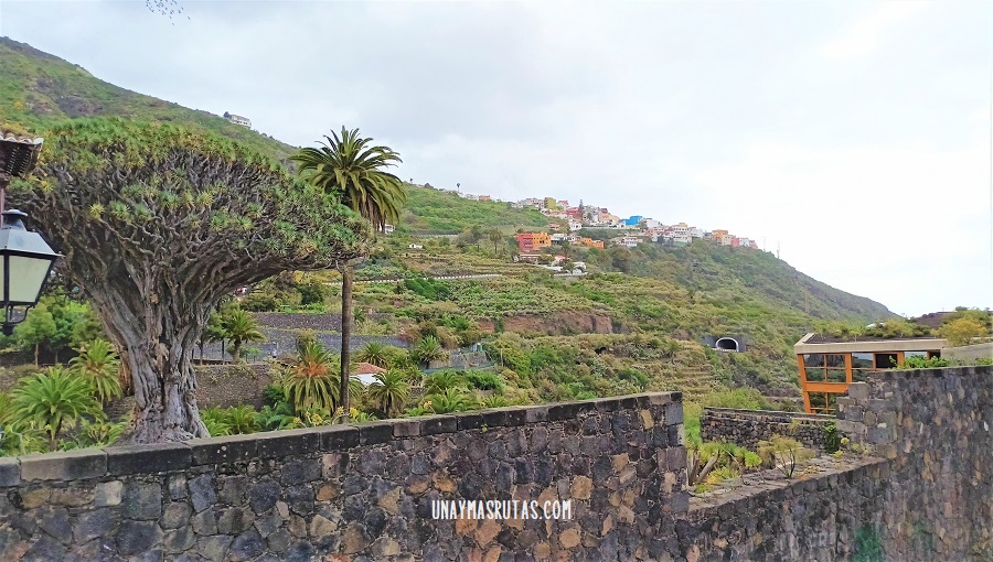 Ver el Drago Milenario en Tenerife