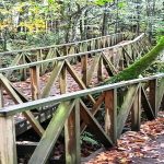 Un Bosque de secuoyas en cantabria