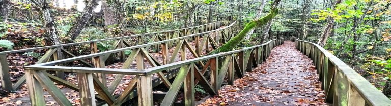 Un Bosque de secuoyas en cantabria