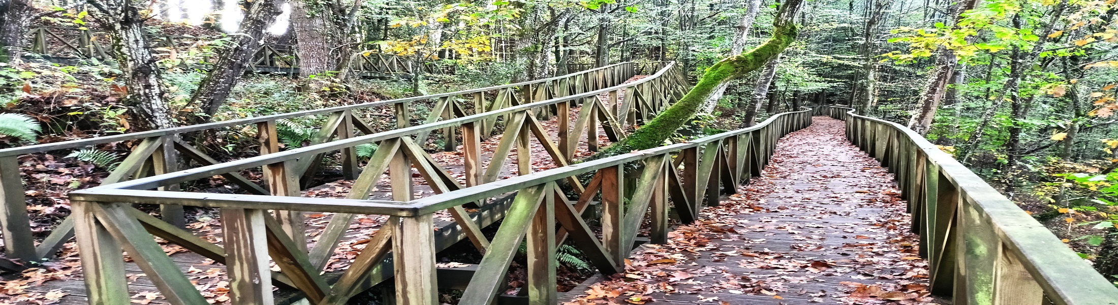 Bosque de las Secuoyas en Cabezón de la Sal