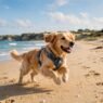 perro corriendo en la playa